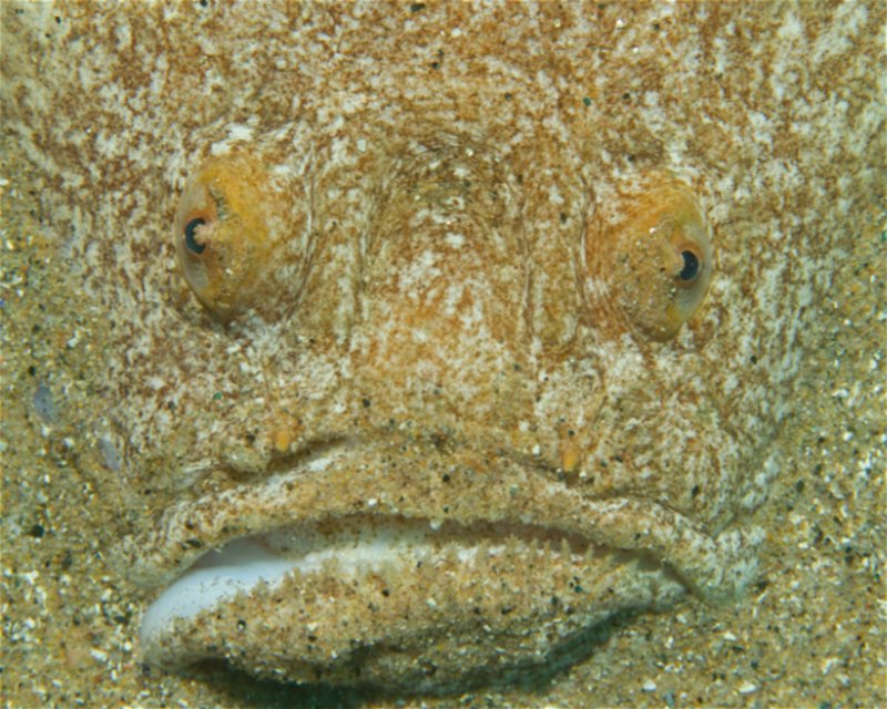 Divesite Image