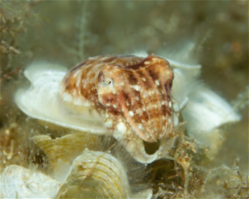 Divesite Image