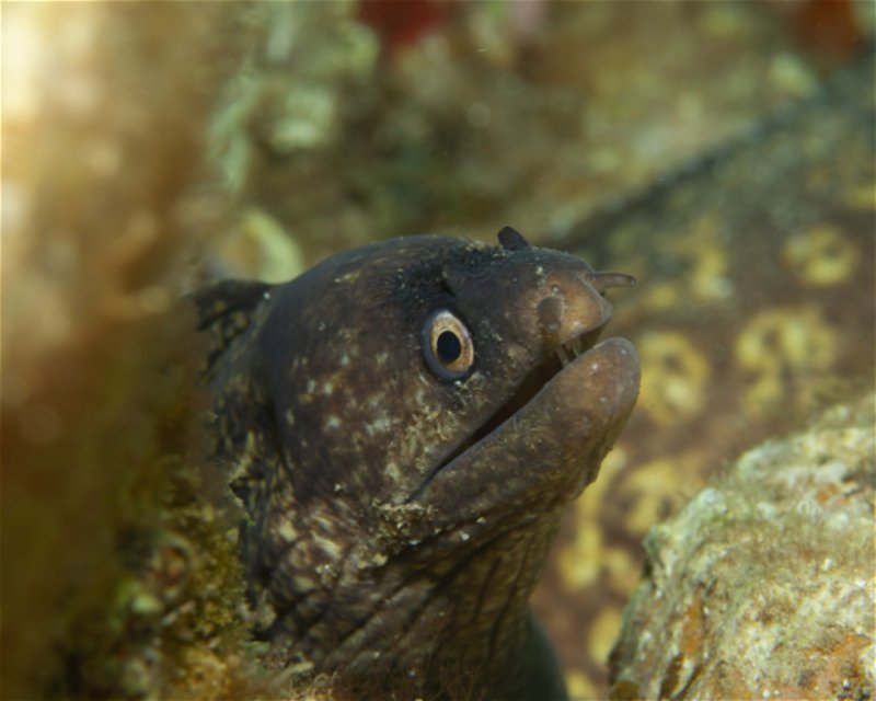 Divesite Image