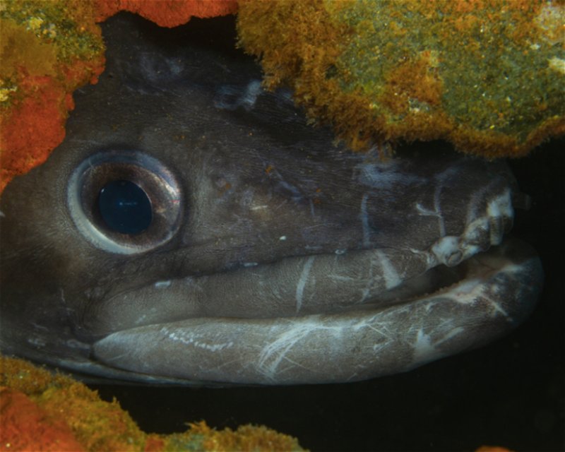 Divesite Image
