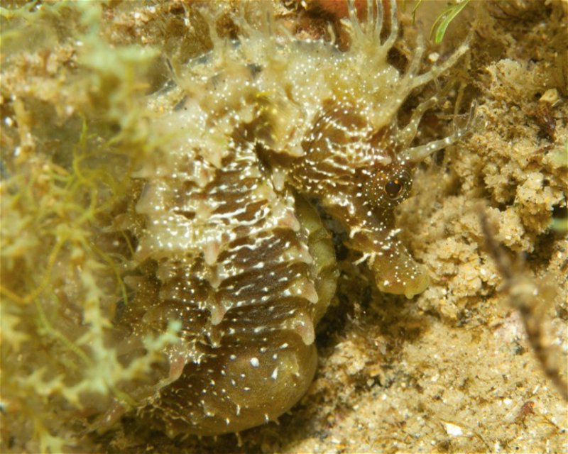 Divesite Image