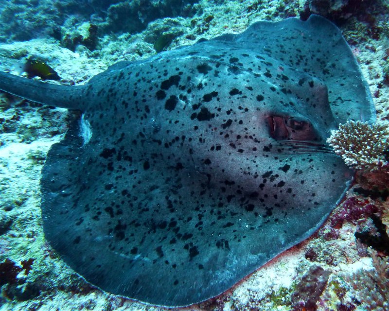 Divesite Image