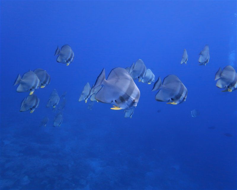 Divesite Image