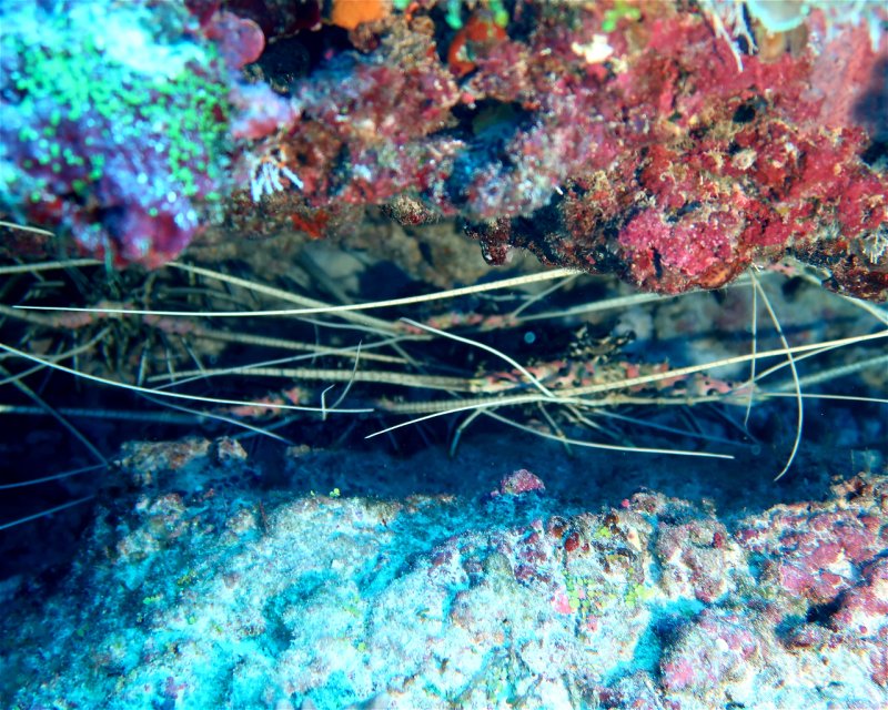 Divesite Image