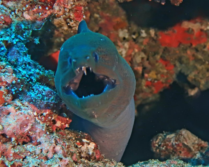 Divesite Image