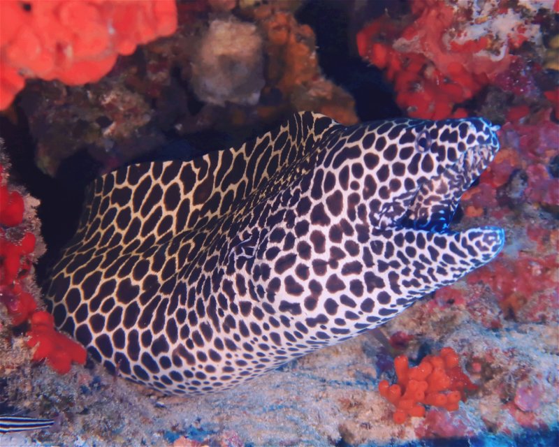 Divesite Image