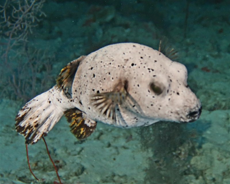 Divesite Image
