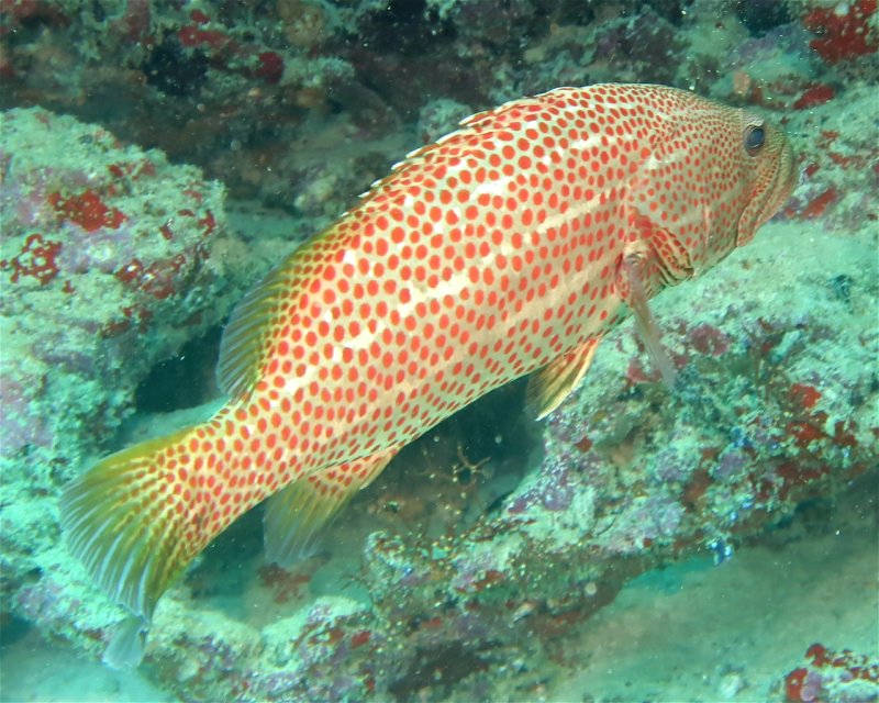 Divesite Image