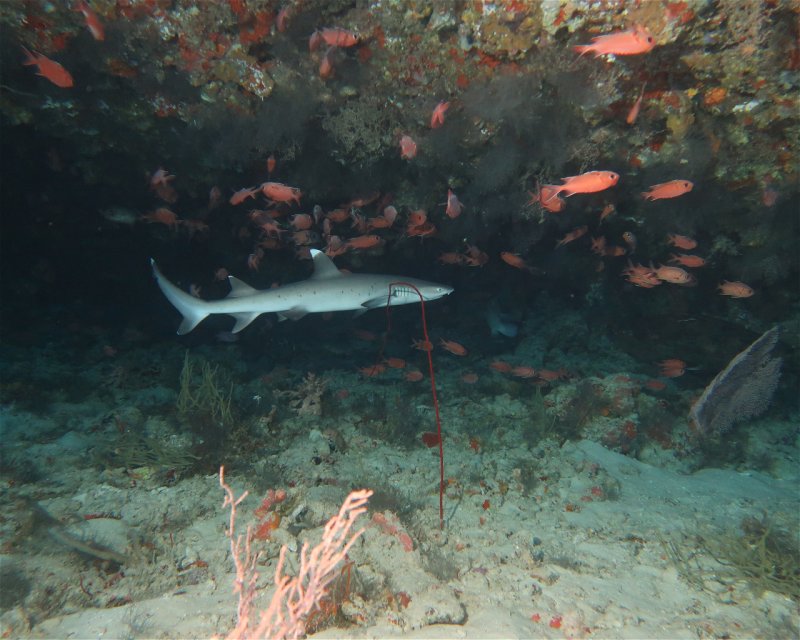 Divesite Image