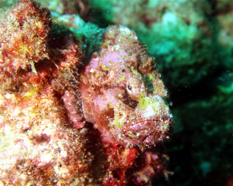 Divesite Image