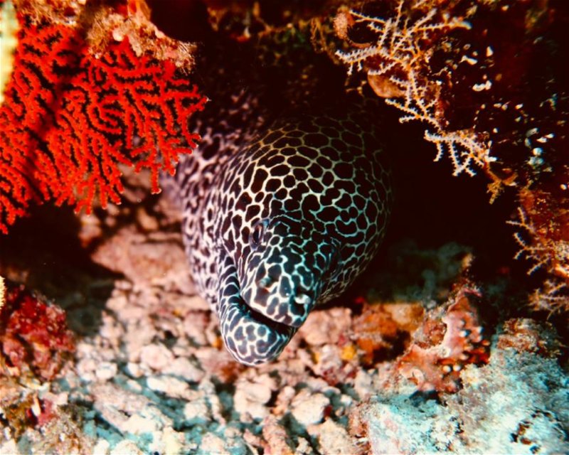 Divesite Image