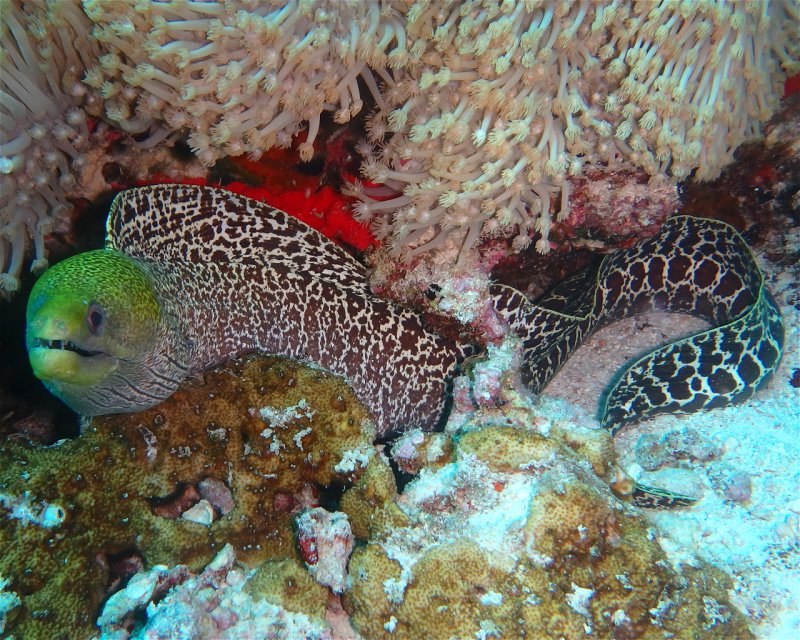 Divesite Image
