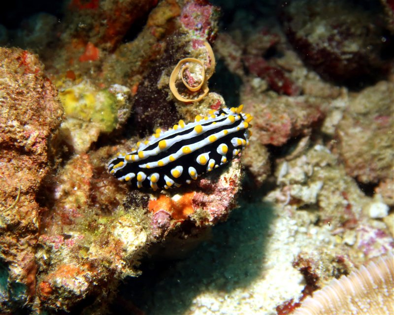 Divesite Image