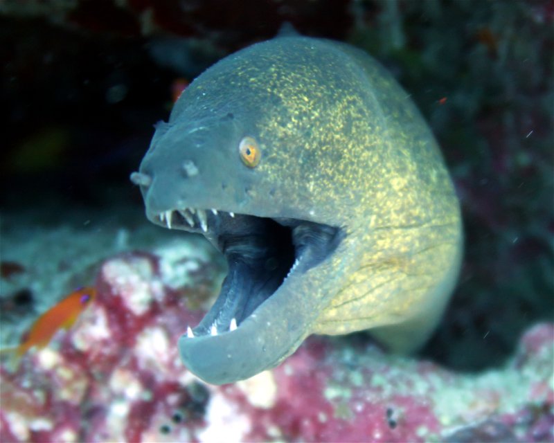 Divesite Image