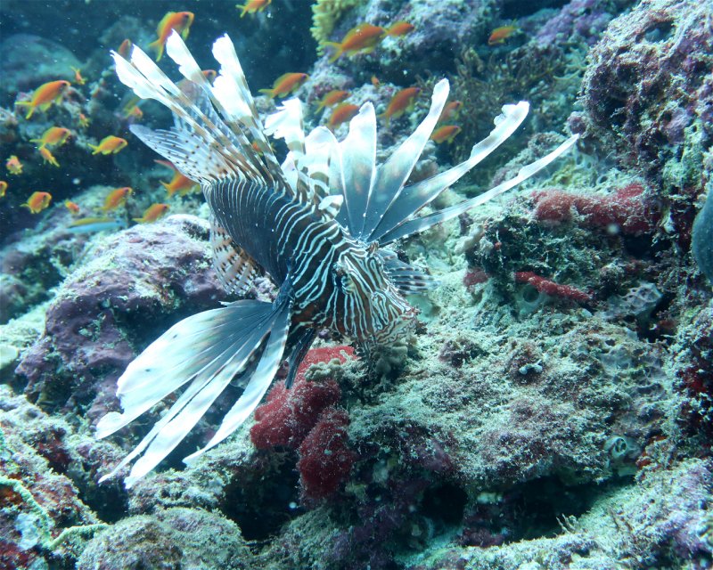 Divesite Image