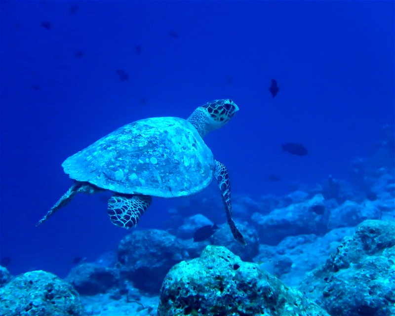 Divesite Image