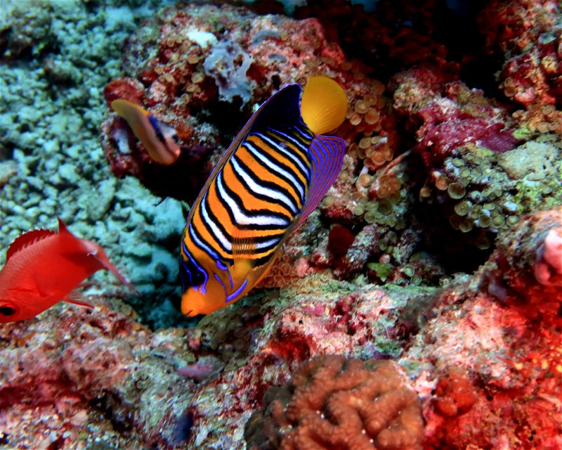 Divesite Image