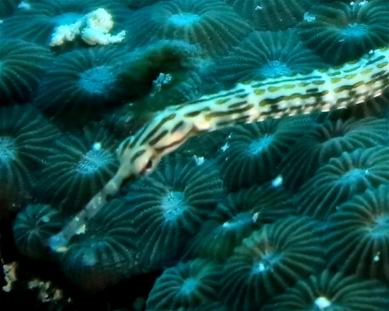 Divesite Image