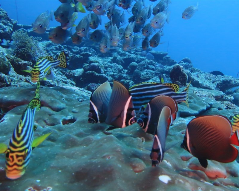 Divesite Image