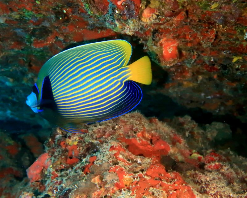 Divesite Image