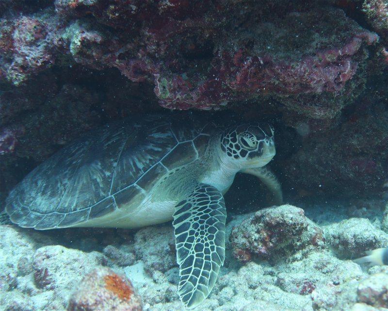 Divesite Image