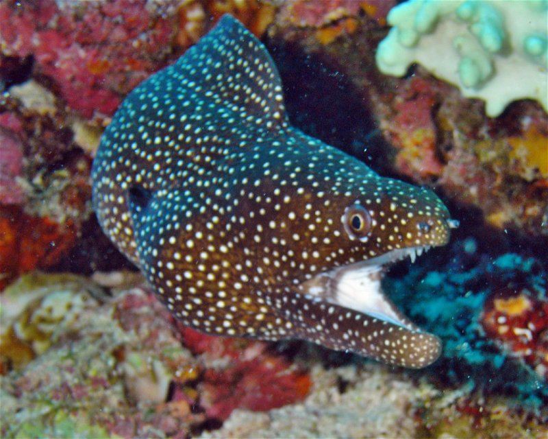 Divesite Image