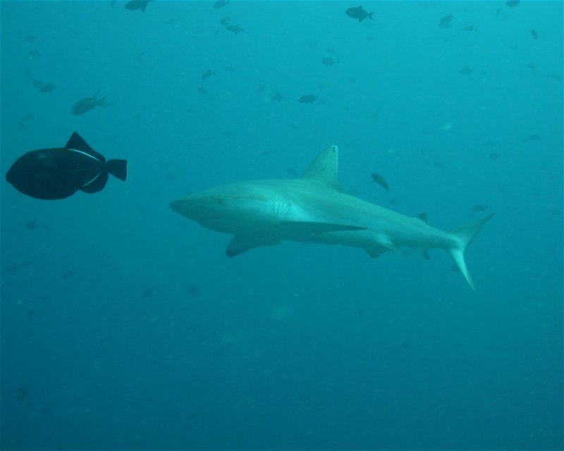 Divesite Image