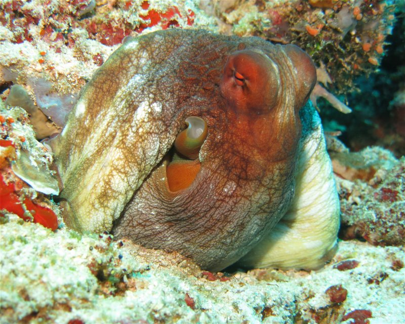Divesite Image