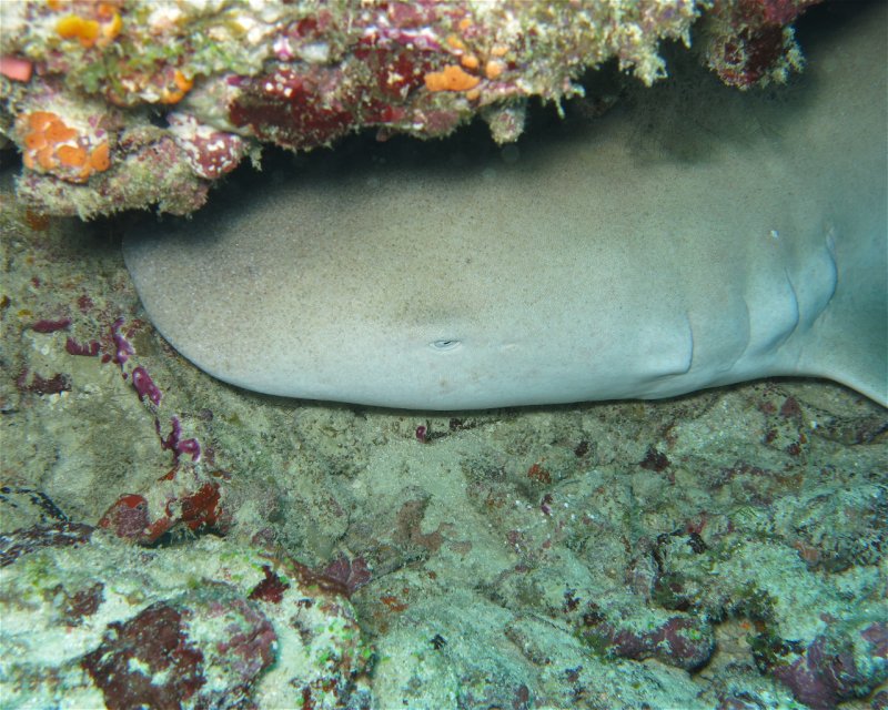 Divesite Image