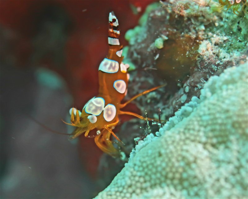 Divesite Image