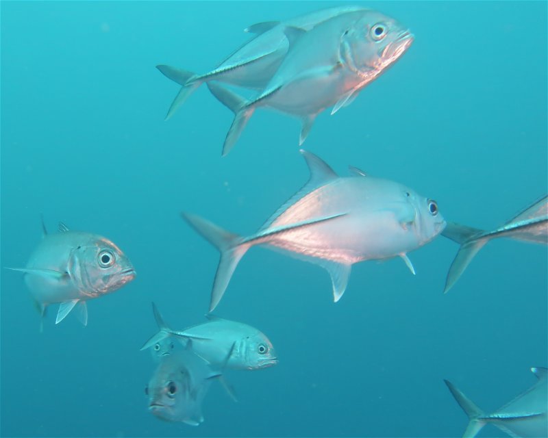 Divesite Image