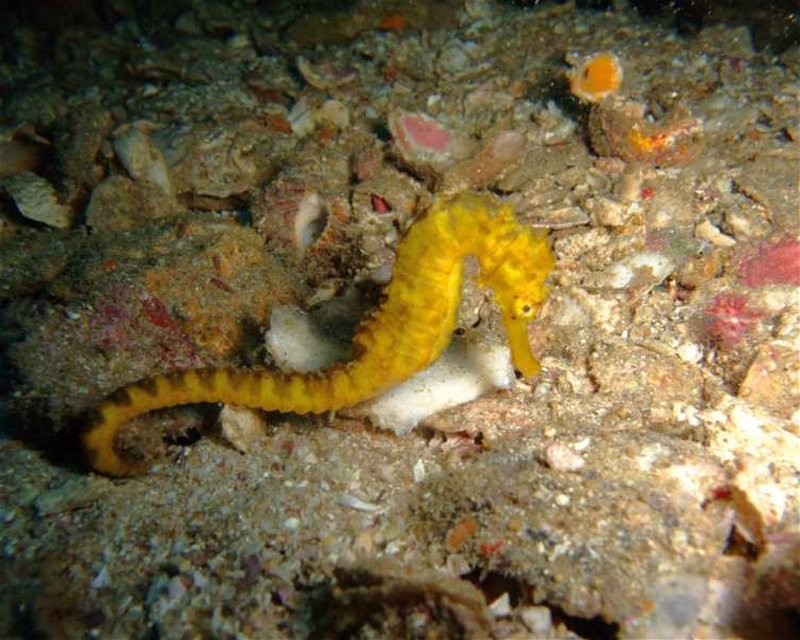 Divesite Image