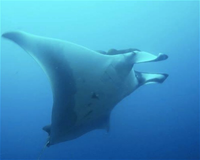 Divesite Image