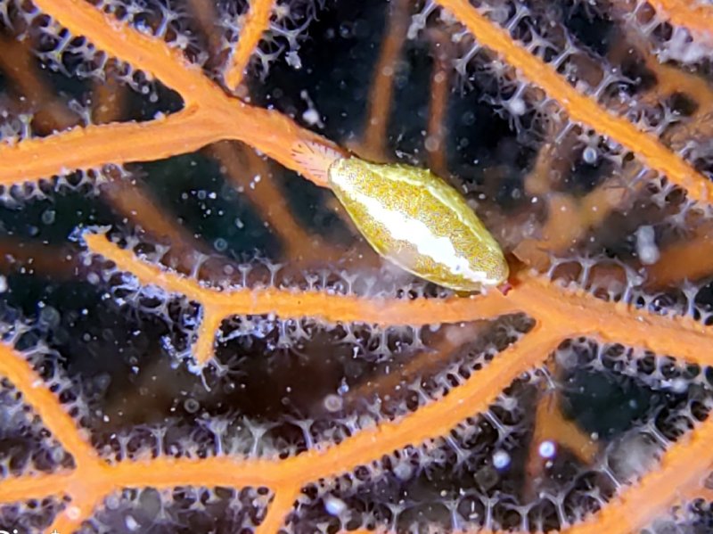 Divesite Image