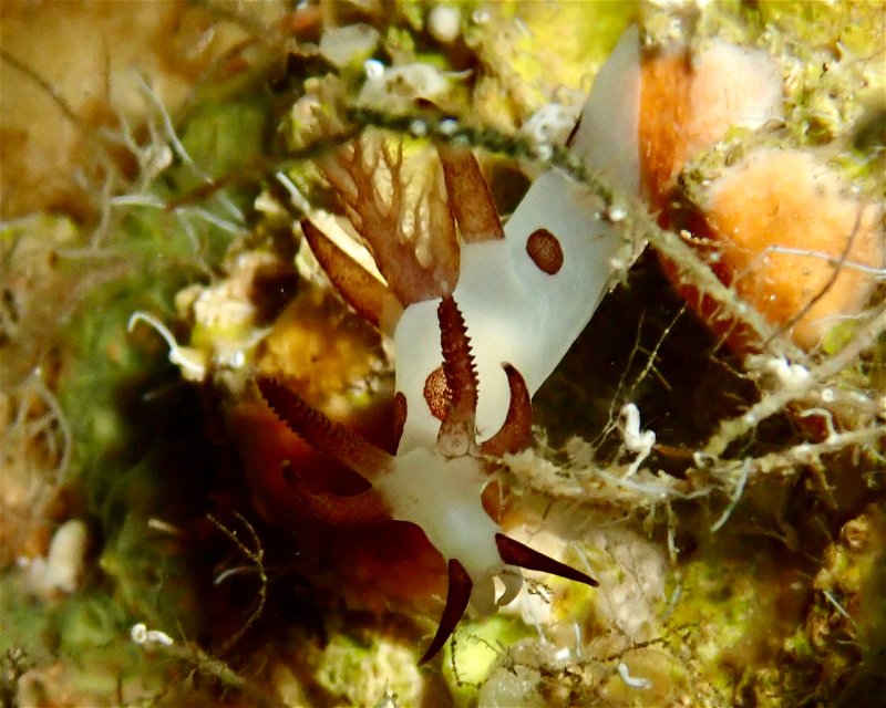 Divesite Image