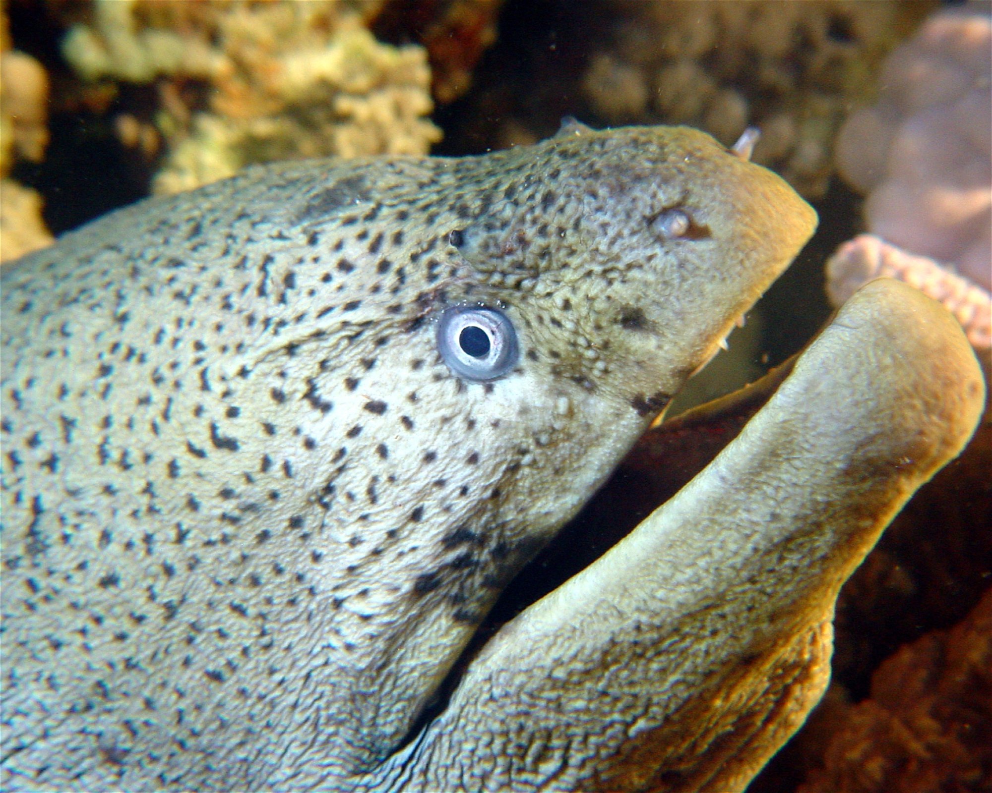 DivePoint Hudhuran Fushi, 20193 Male