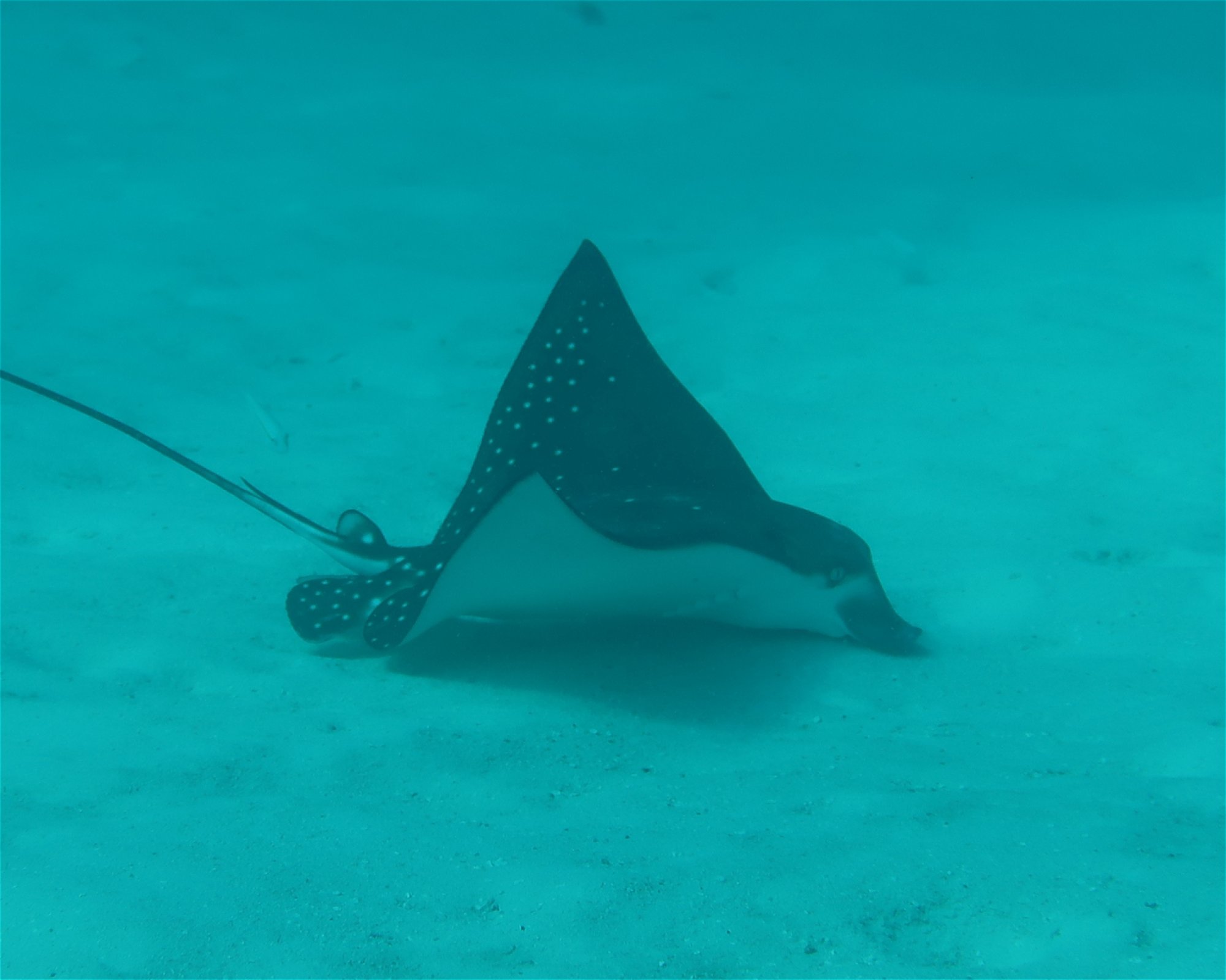 DivePoint Hudhuran Fushi, 20193 Male