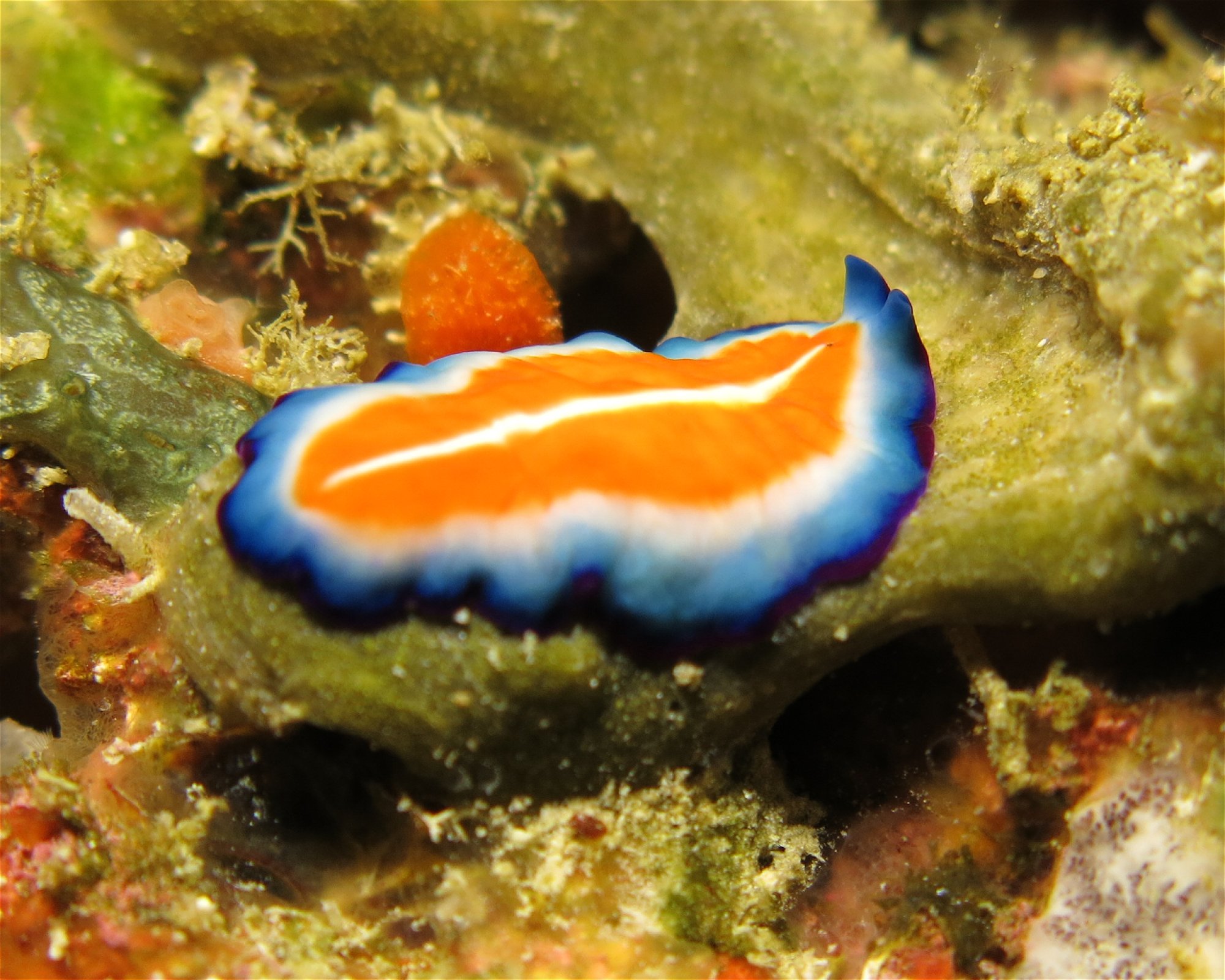 DivePoint Hudhuran Fushi, 20193 Male