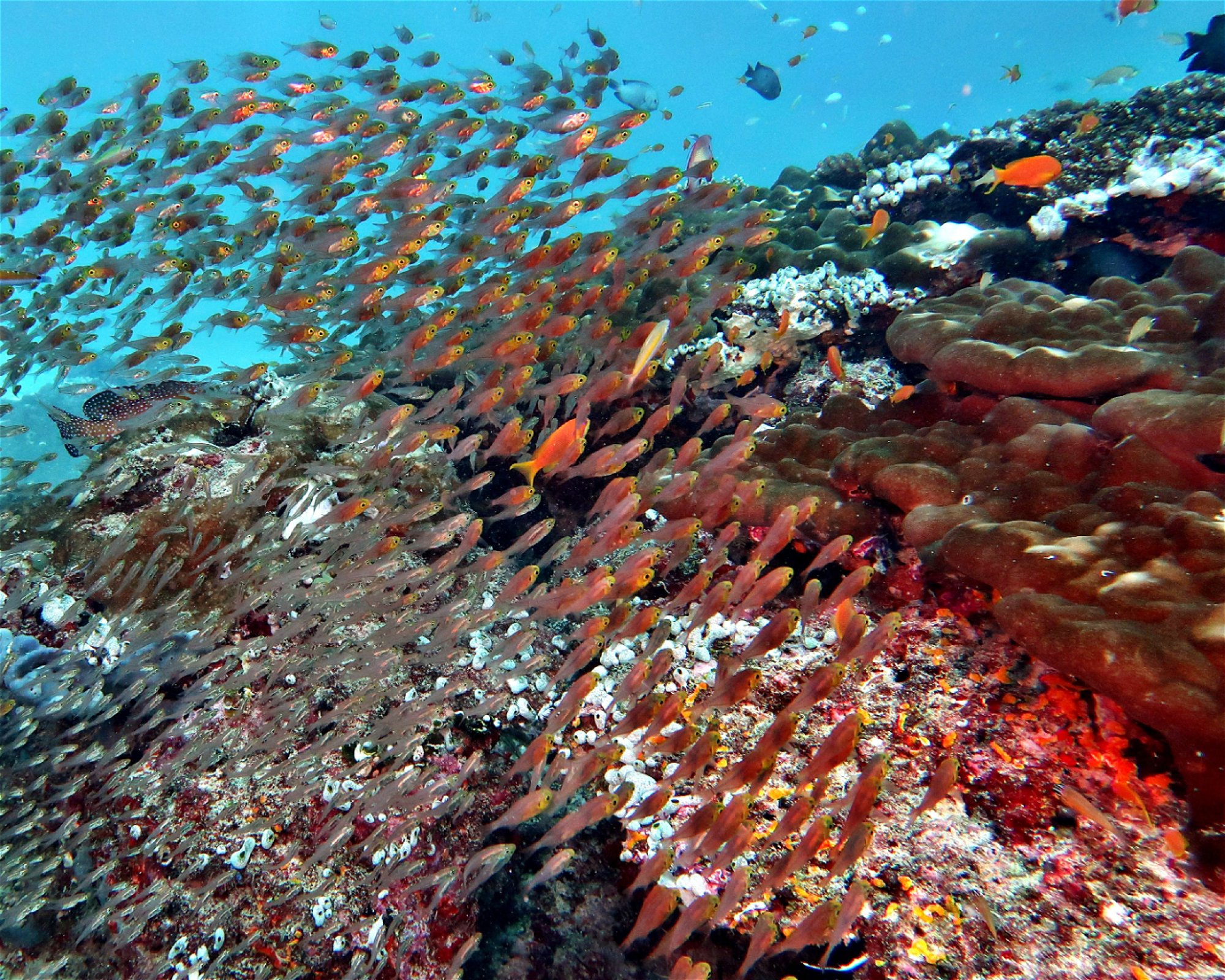 DivePoint Hudhuran Fushi, 20193 Male