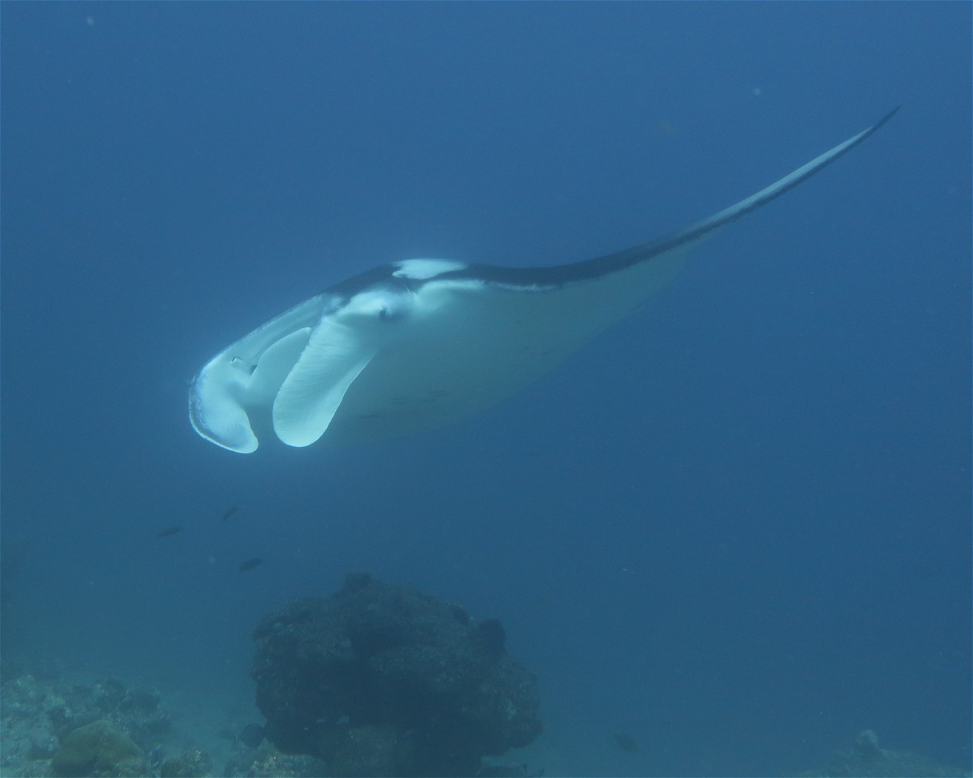 DivePoint Hudhuran Fushi, 20193 Male