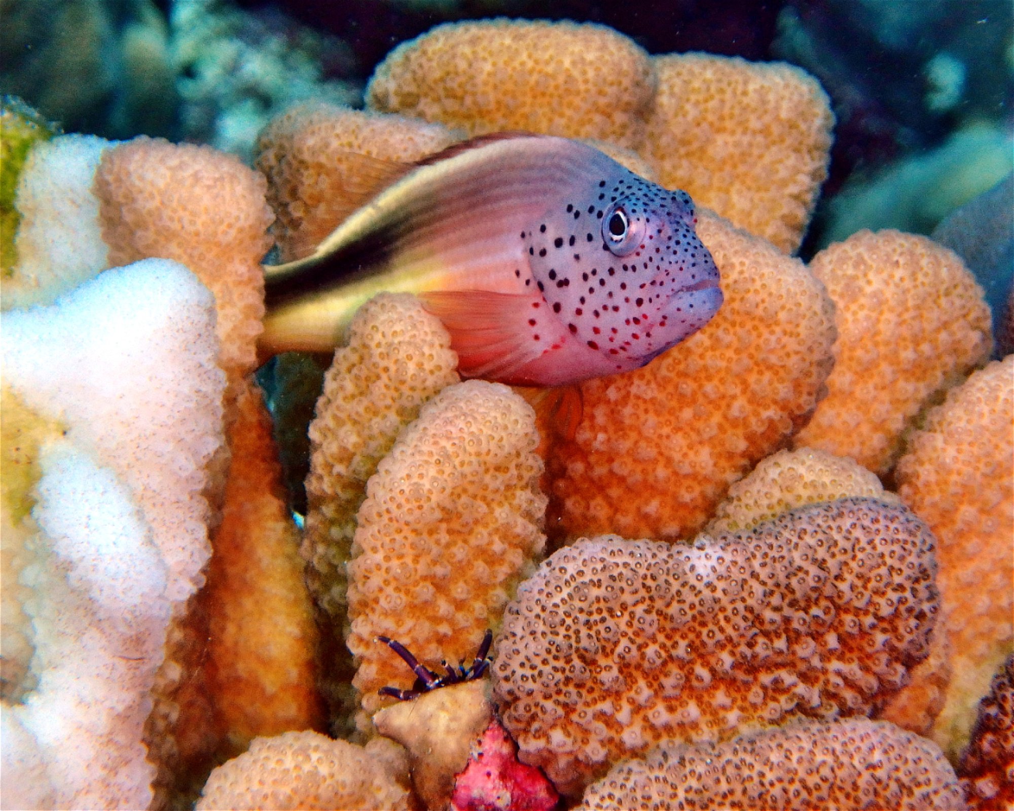 DivePoint Hudhuran Fushi, 20193 Male