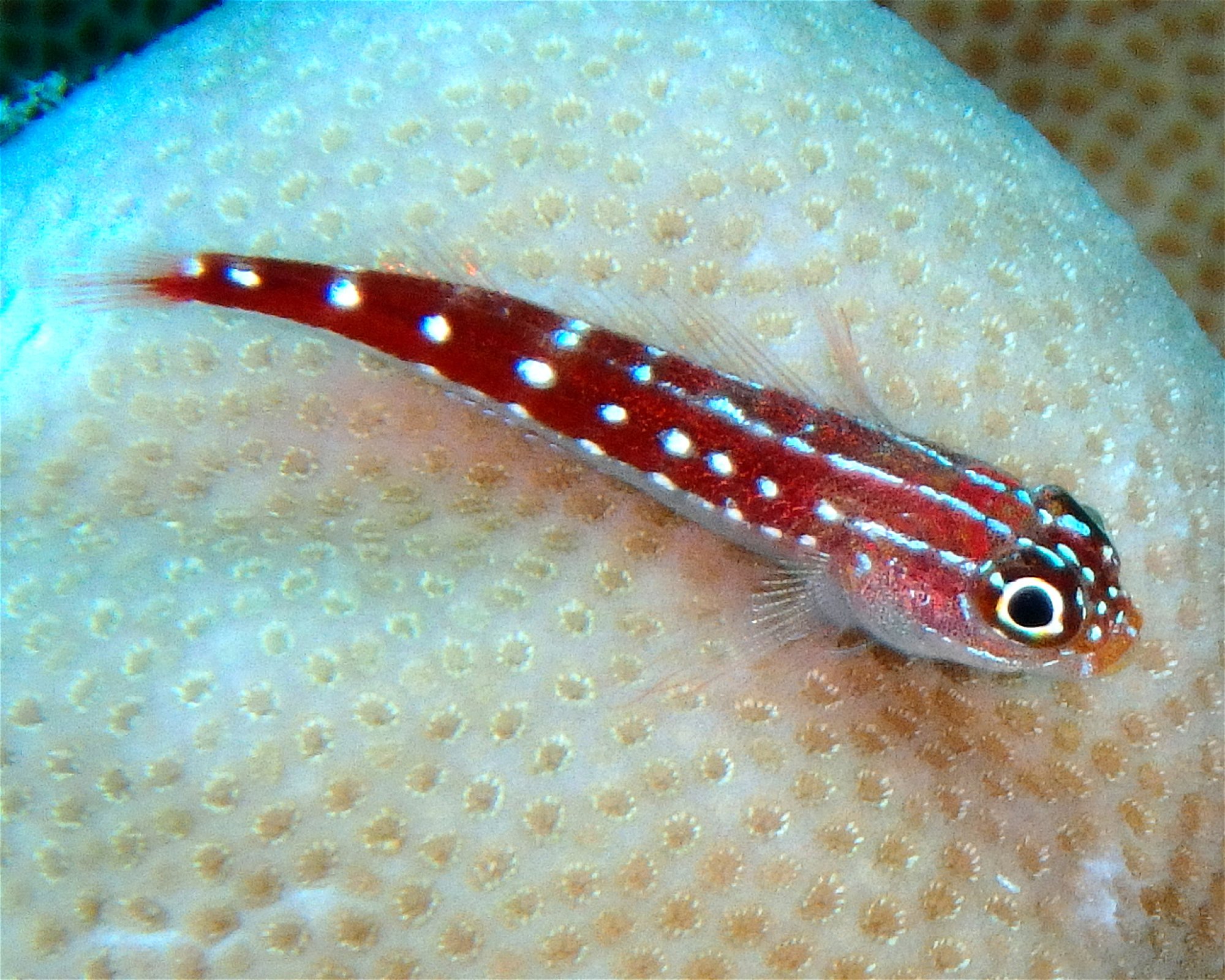 DivePoint Hudhuran Fushi, 20193 Male