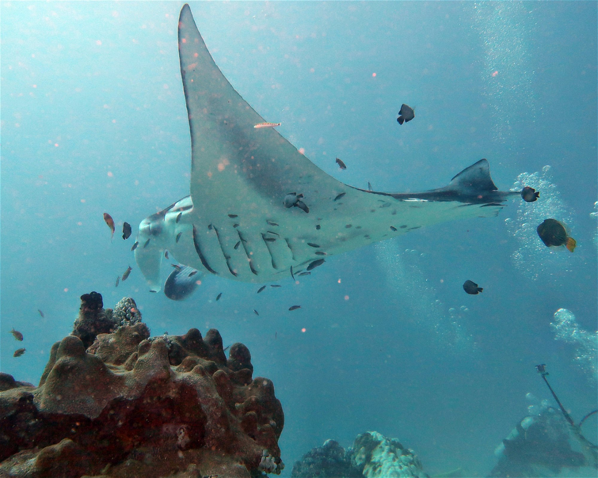 DivePoint Hudhuran Fushi, 20193 Male