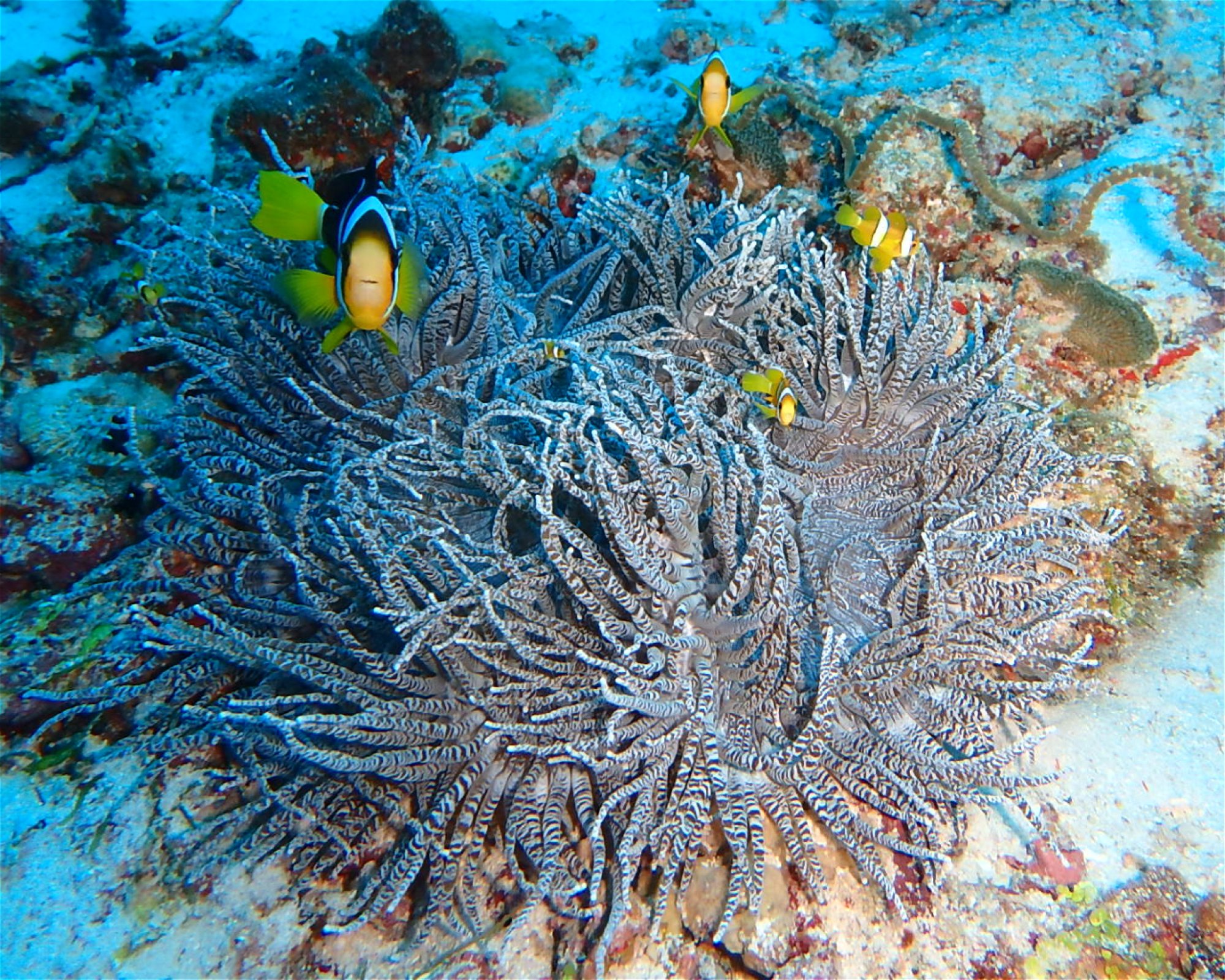 DivePoint Hudhuran Fushi, 20193 Male