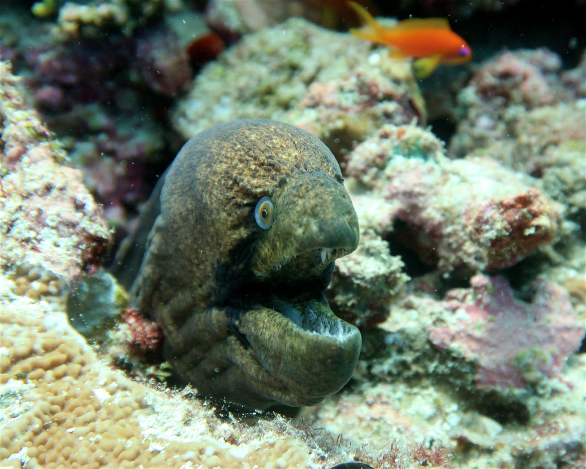 DivePoint Hudhuran Fushi, 20193 Male