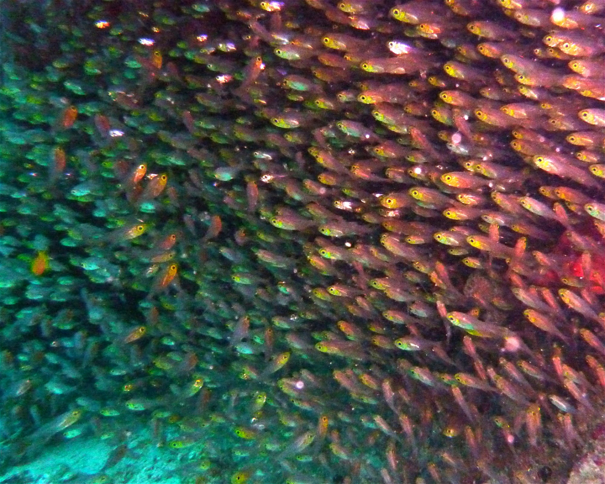 DivePoint Hudhuran Fushi, 20193 Male