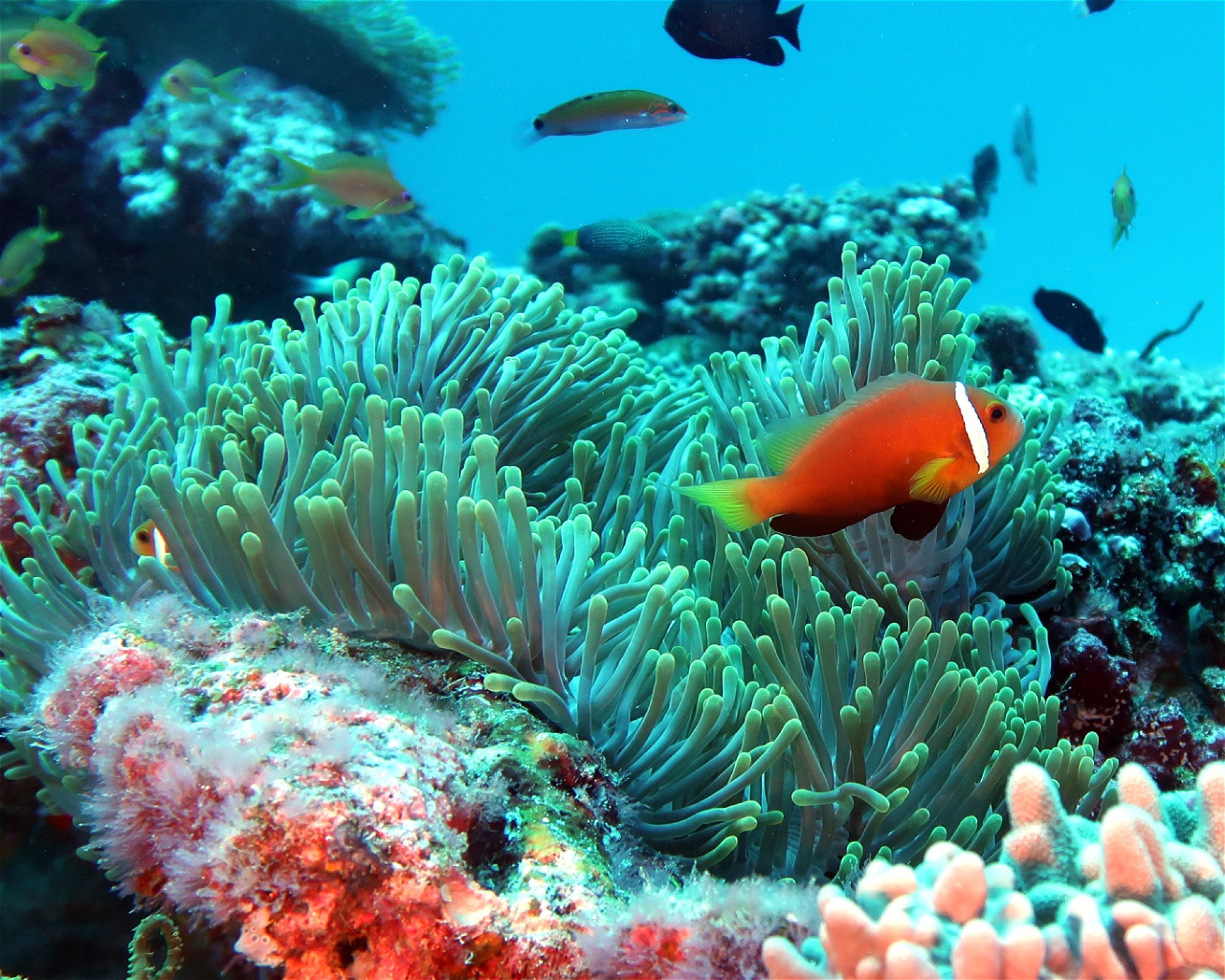 DivePoint Hudhuran Fushi, 20193 Male
