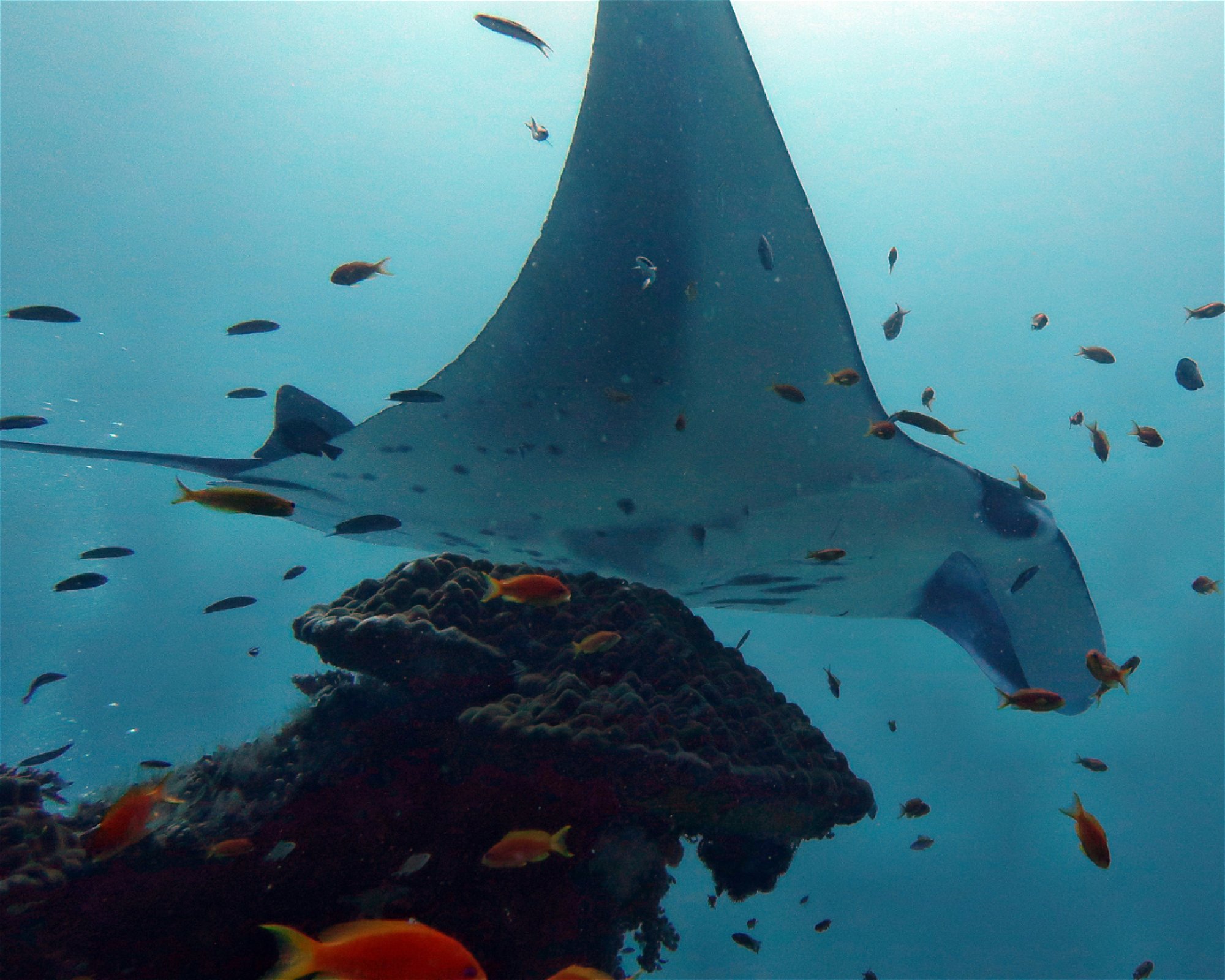 DivePoint Hudhuran Fushi, 20193 Male
