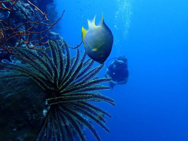 Divesite Image