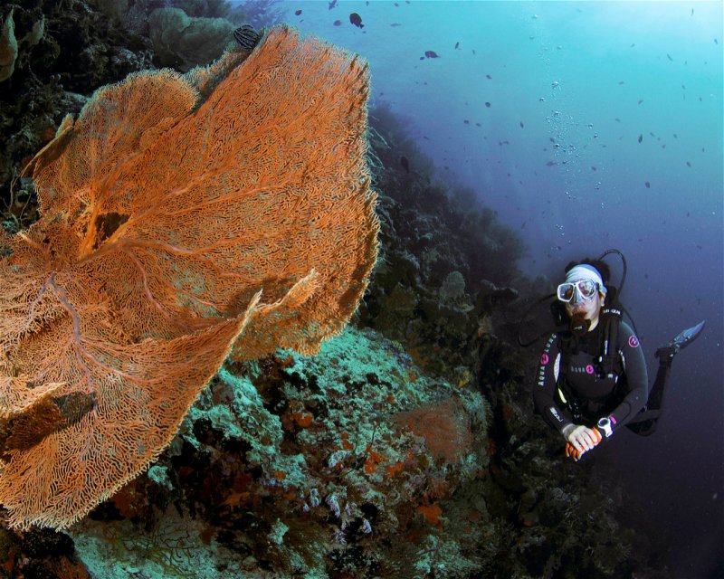 Divesite Image
